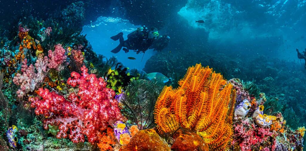 Coral naranja con buzo de fondo. Imagen de arrecife submarino.