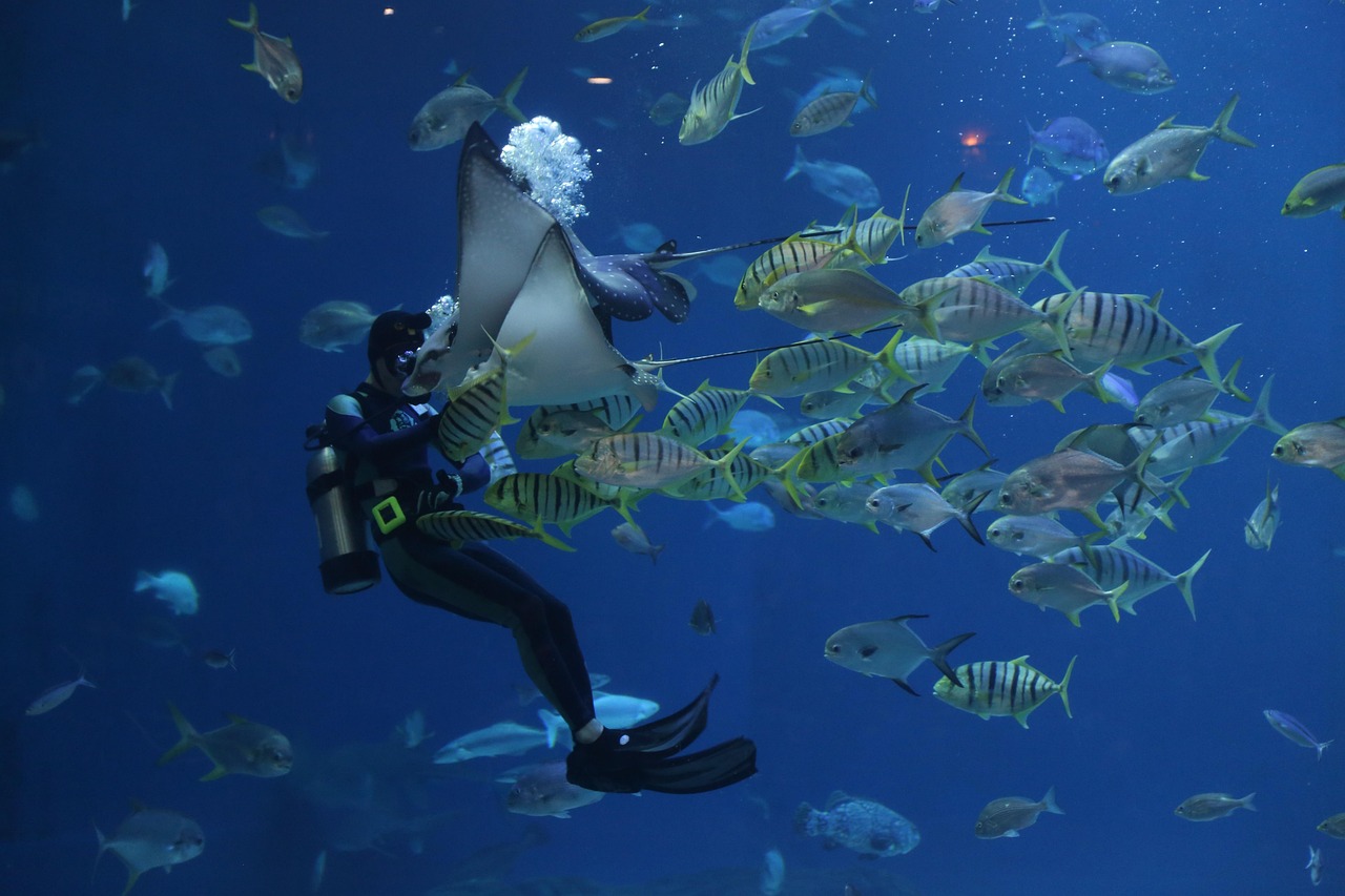 Buceador explorando un cardumen de peces de colores en arrecife tropical. Inmersión de aventura submarina.