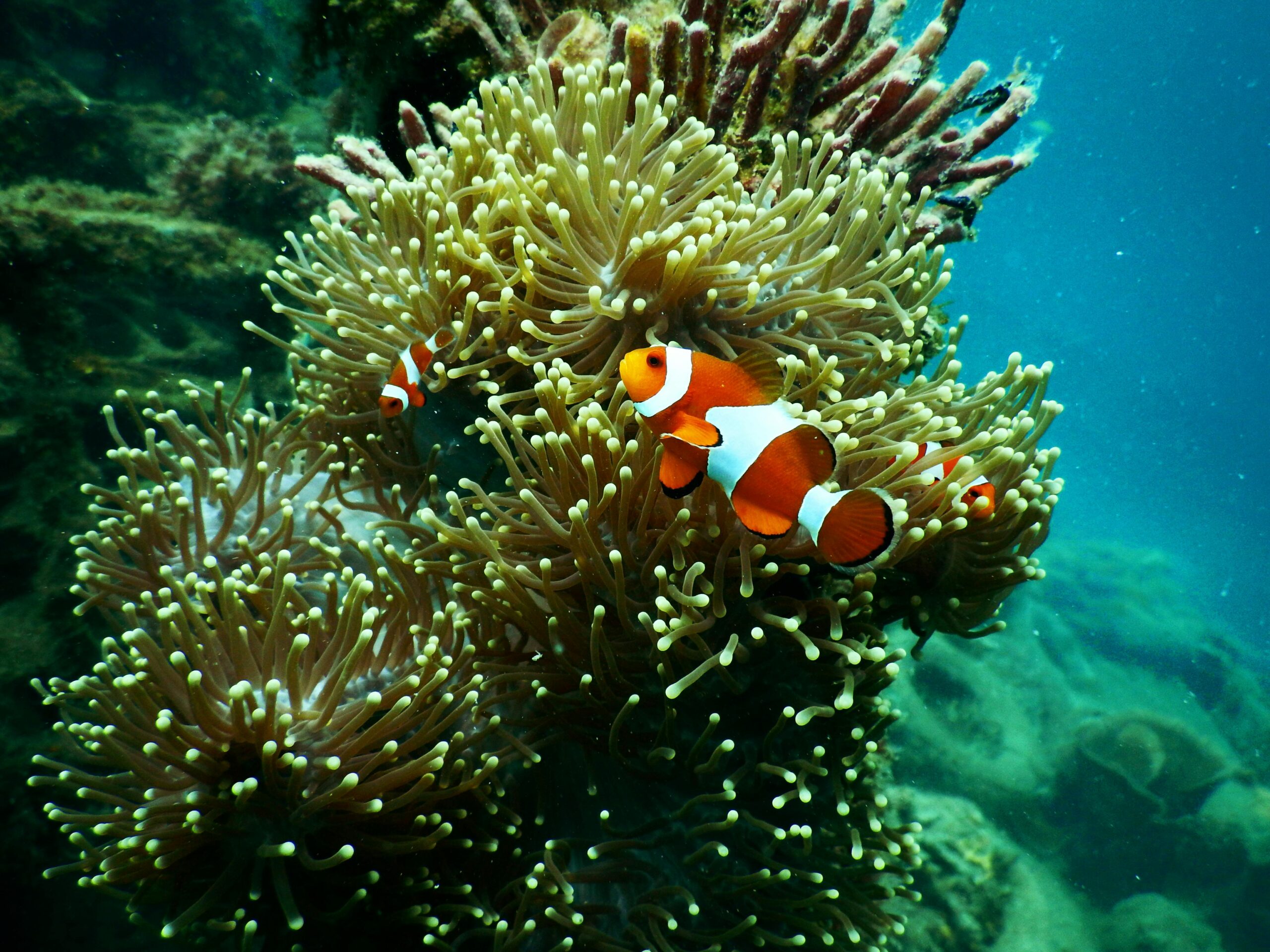 Pez payaso entre anémonas de coral. Fotografía submarina de vida marina en buceo.