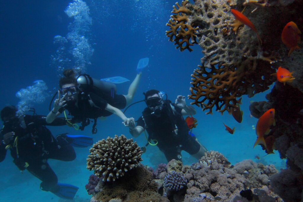 Grupo de buceadores junto a corales y fauna marina. Submarinismo en arrecife colorido.