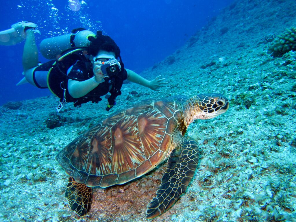 Buceador con tortuga marina en arrecife tropical. Experiencia de buceo inolvidable.