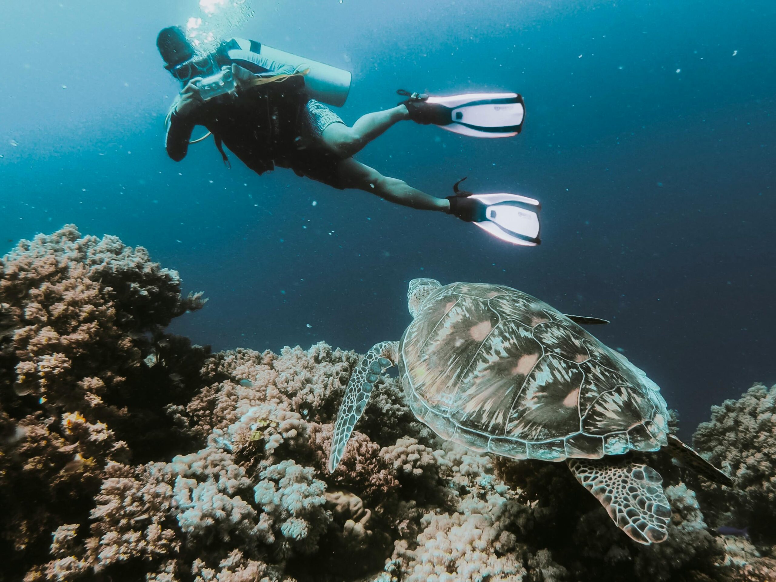 Buceadora observando tortuga marina sobre arrecife de coral. Experiencia única de buceo.