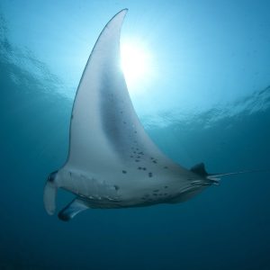 Manta raya gigante nadando en aguas profundas. Fauna marina avistada en buceo.