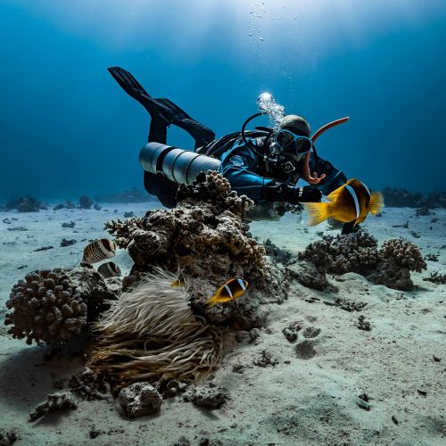 Buceador explorando arrecife con corales. Submarinismo en pareja.