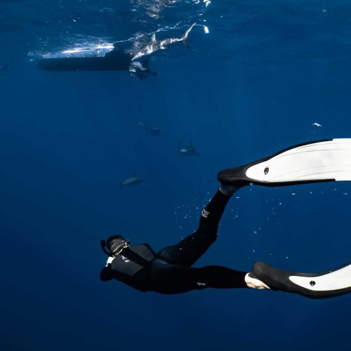 Apneísta descendiendo hacia el fondo marino en apnea libre. Submarinismo en profundidad.