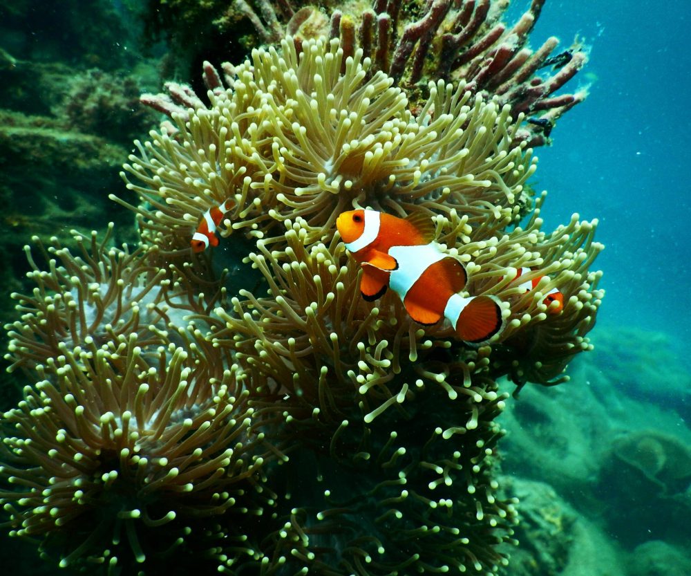 Pez payaso entre anémonas de coral. Fotografía submarina de vida marina en buceo.