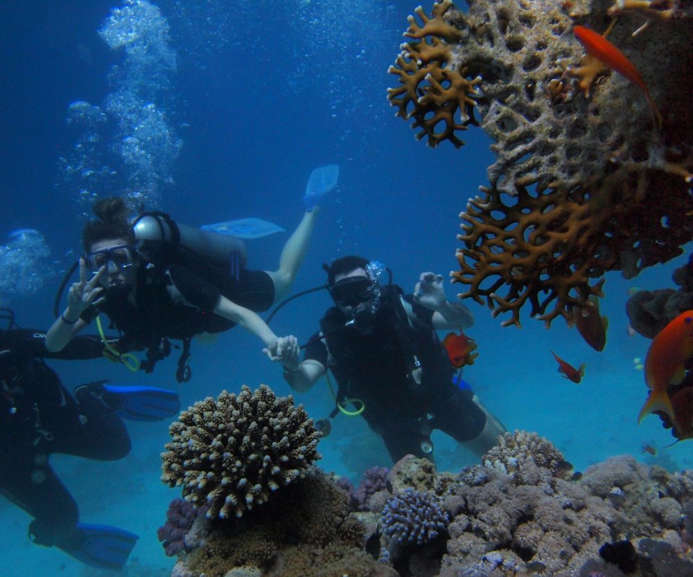 Grupo de buceadores junto a corales y fauna marina. Submarinismo en arrecife colorido.